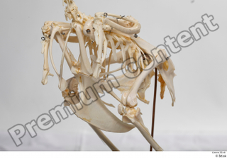 Chicken skeleton chicken skeleton 0010.jpg